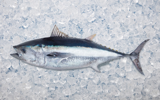 Une photo de thon de Nouvelle-Écosse exposés sur la glace