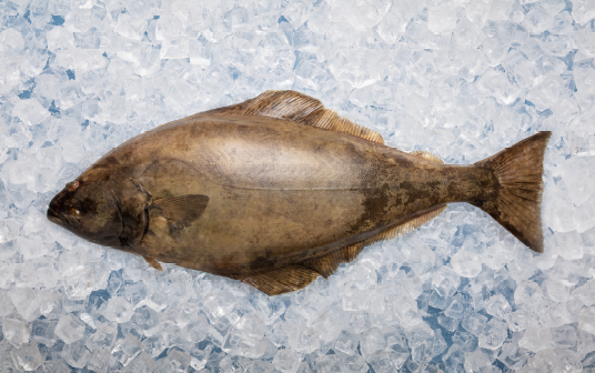 A photo of Nova Scotia halibut displayed on ice.
