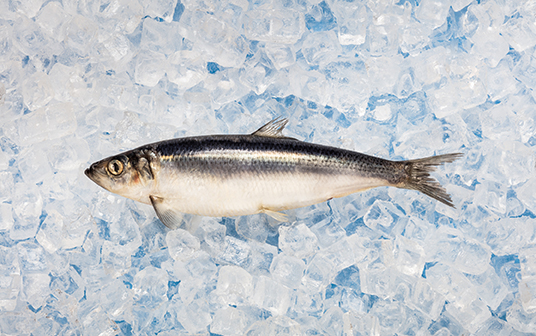 A photo of Nova Scotia herring displayed on ice.