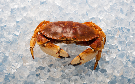 A photo of Nova Scotia Jonah crab displayed on ice.