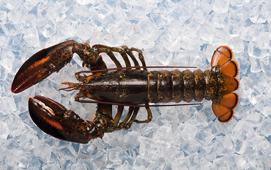 A photo of a Nova Scotia lobster displayed on ice.