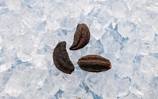 A photo of Nova Scotia sea cucumber displayed on ice.