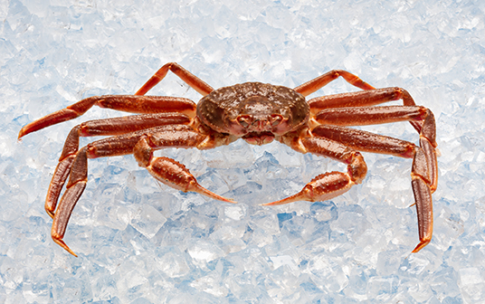  Une photo de crabe des neiges de Nouvelle-Écosse exposés sur la glace