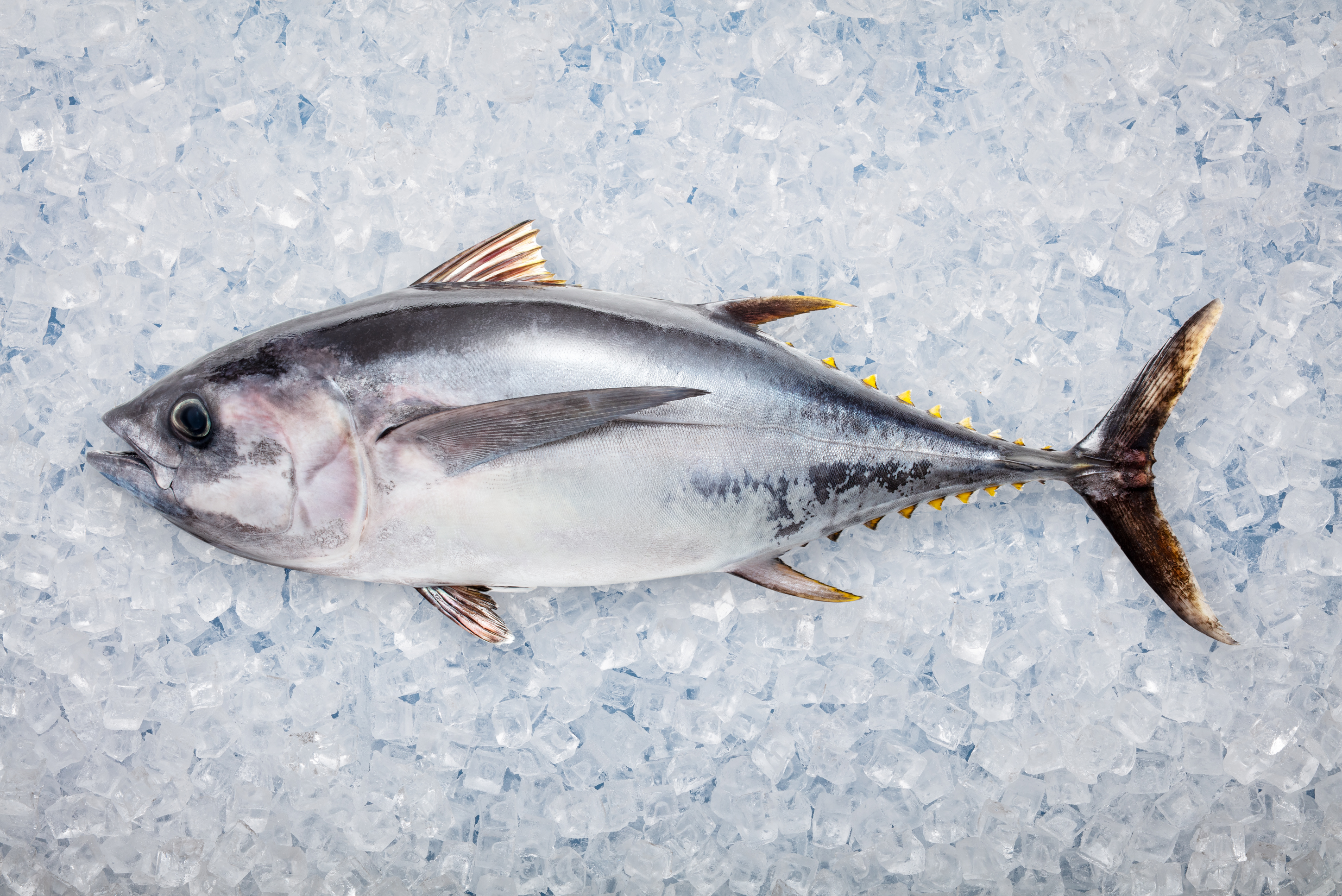 A photo of Nova Scotia bigeye tuna.
